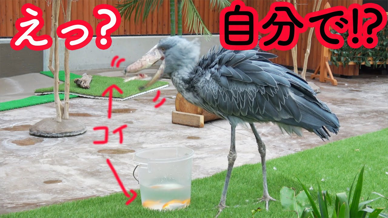 新シリーズ【ちょっと昔のふたば】2018年10月、自分でお魚を捕まえて食べる、ハシビロコウのふたばちゃん! Shoebill FUTABA  【A little old Futaba】1
