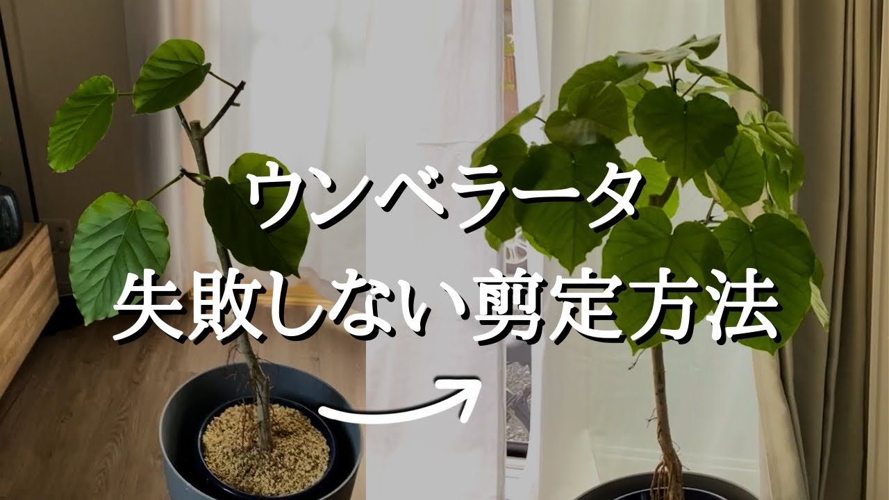 【剪定】2ヶ月でここまで変わる！観葉初心者でもできるフィカス・ウンベラータの仕立て直し | 剪定後の育て方 | 経過