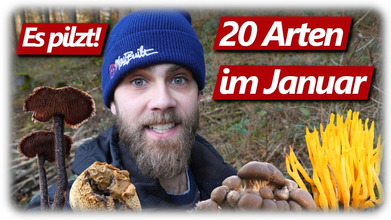 20 Pilzarten im Januar Wald | Austernseitling, Judasohr, Birkenporling | Pilze ohne Ende