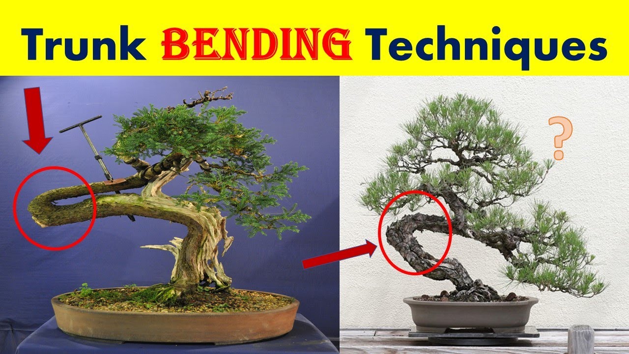Bonsai Trunk Bending Techniques | How to Bend a Trunk ? | Part 2