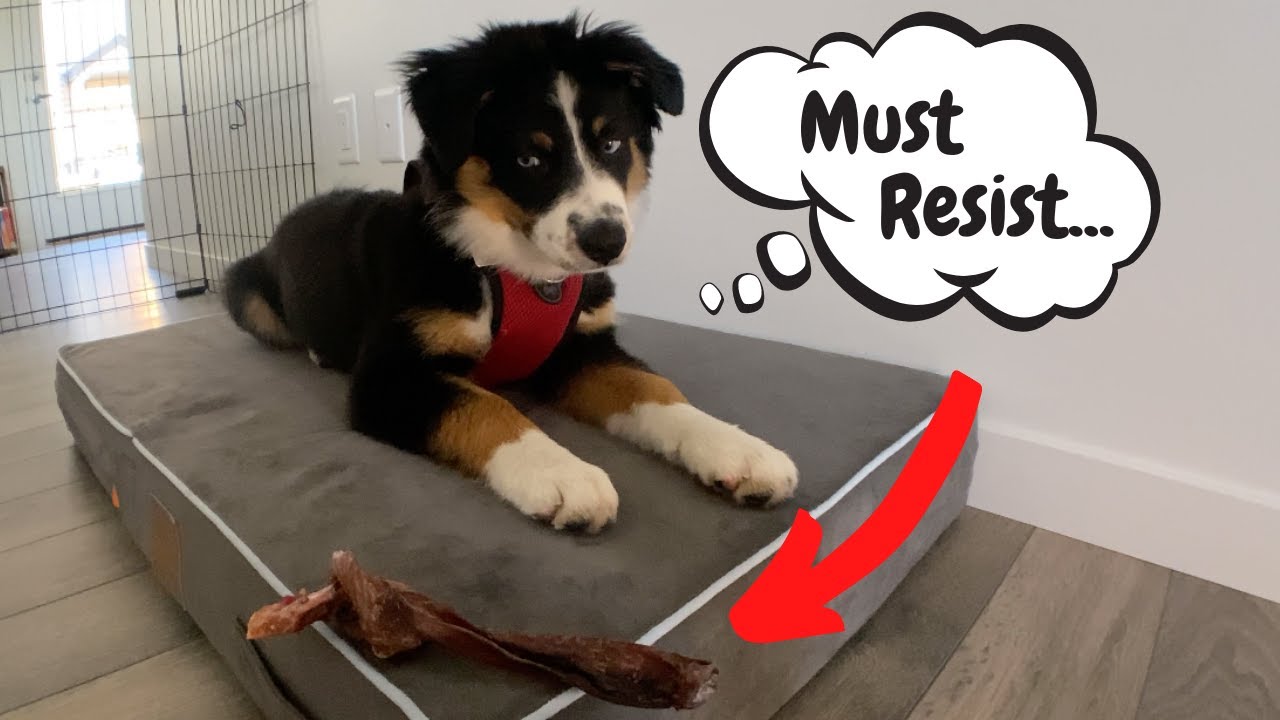 Australian Shepherd Works On LEAVE IT! (FUNNY REACTION)