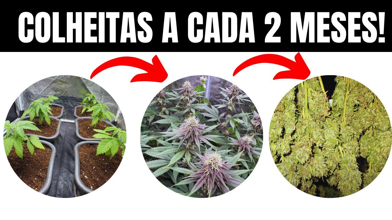 COLHEITA A CADA 2 MESES: aprenda a colher MACONHA mais r&aacute;pido