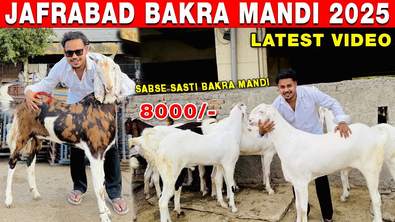 JAFRABAD BAKRA MANDI 2025 LATEST VIDEO | DELHI BAKRA MANDI | 1025 BAKRA MANDI DELHI