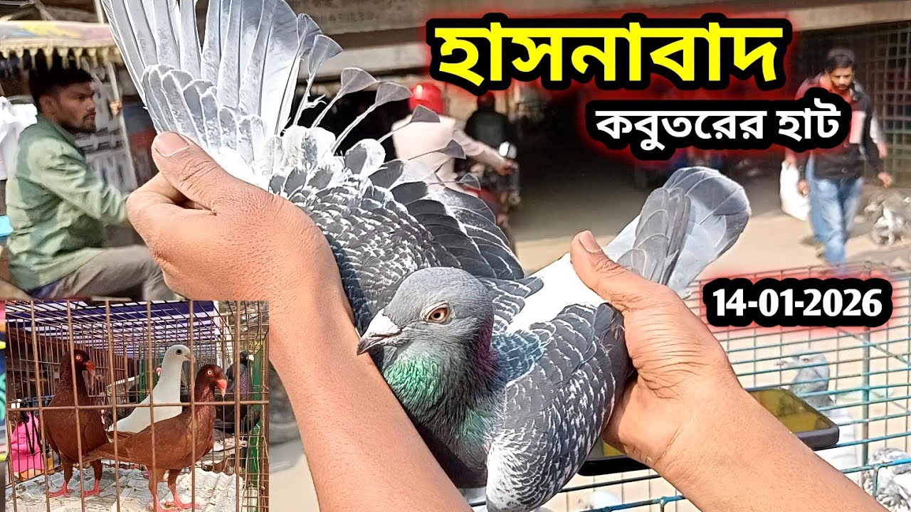 14-01-2026 হাসনাবাদ কবুতরের হাট | কম দামে কবুতর | Hasnabad kobutor hat | কবুতর হাট | Pigeons price 