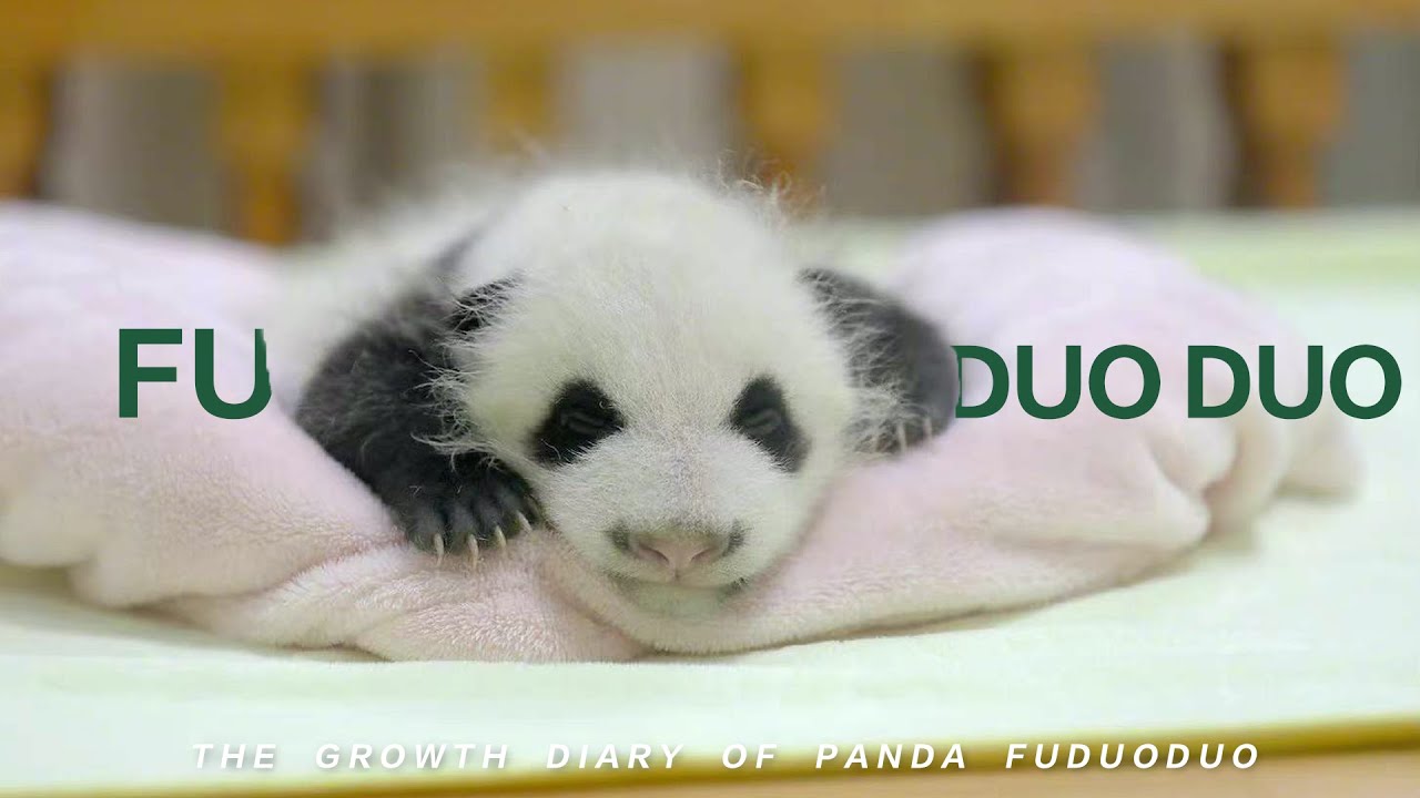 The growth diary of panda Fuduoduo