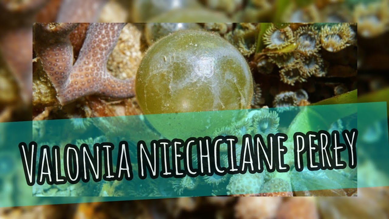 akwarium morskie - valonia niechciane perły odc.9