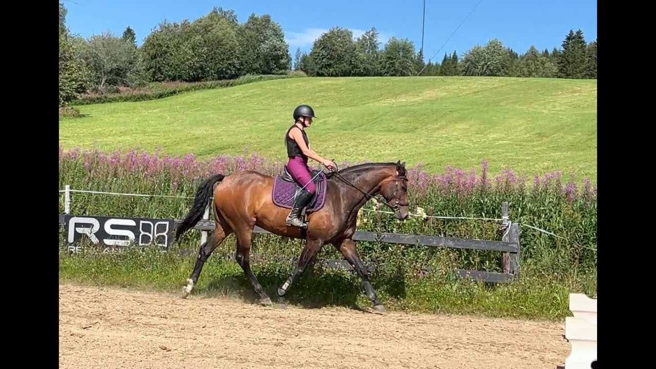 LB´s Cavalon Cester - 21/7-2024