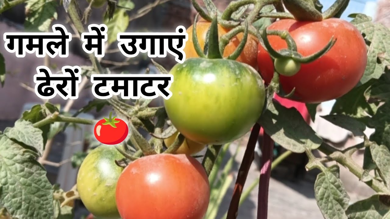 Tomato Plant Care in Pot | Part 1 | Complete Beginner Guide
