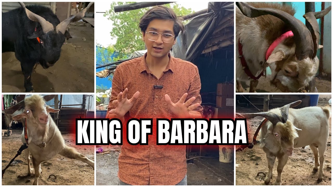 King of Barbara | Aise barbare nahi dekhe hoge|Bakra Mania Emperor at Mumbai Maharashtra |
