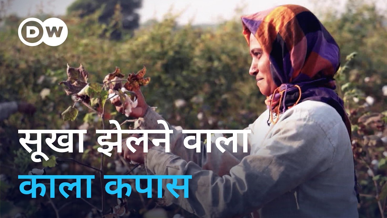 कैसे जिंदा है भारत का काला कपास [Indigenous Kala cotton keeps heritage alive]