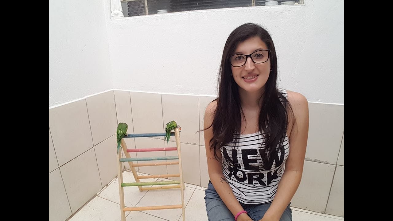 Quanto custa cada ave $$$ (parte 3) - UDP