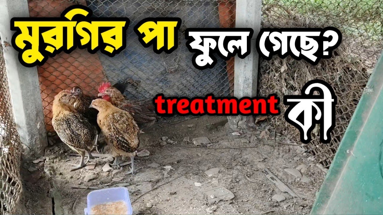 মুরগির পা ফুলে গেলে করণীয় কি || What to do if chicken feet are swollen || @TheJunayedOfficial 