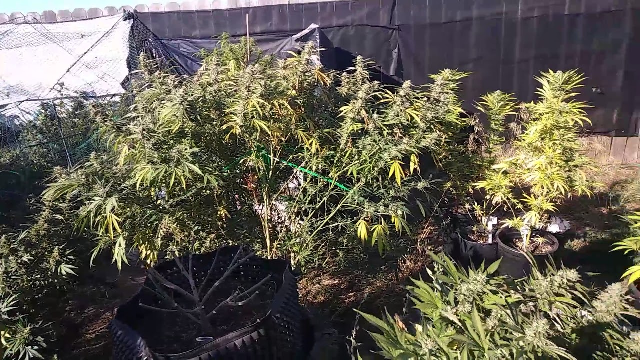 😾purple GORILLA🙊🙊🙊