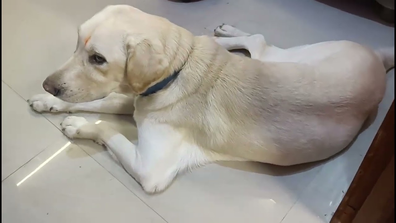 My Cute 🐕#dog#pets#animals#dogs#pet#labrador#petlover#cute#cutebaby#trend#ytshorts#viral#viralvideo