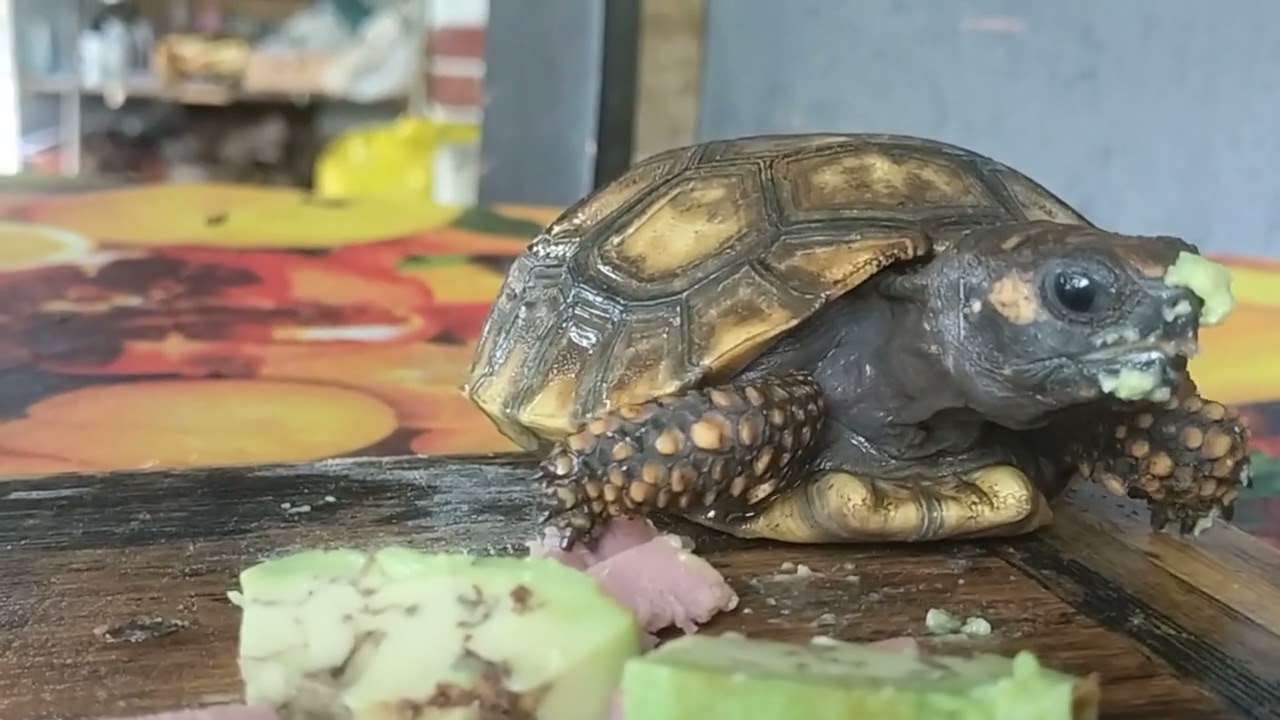 tortugas Morrocoy las diferencias entre macho y hembra