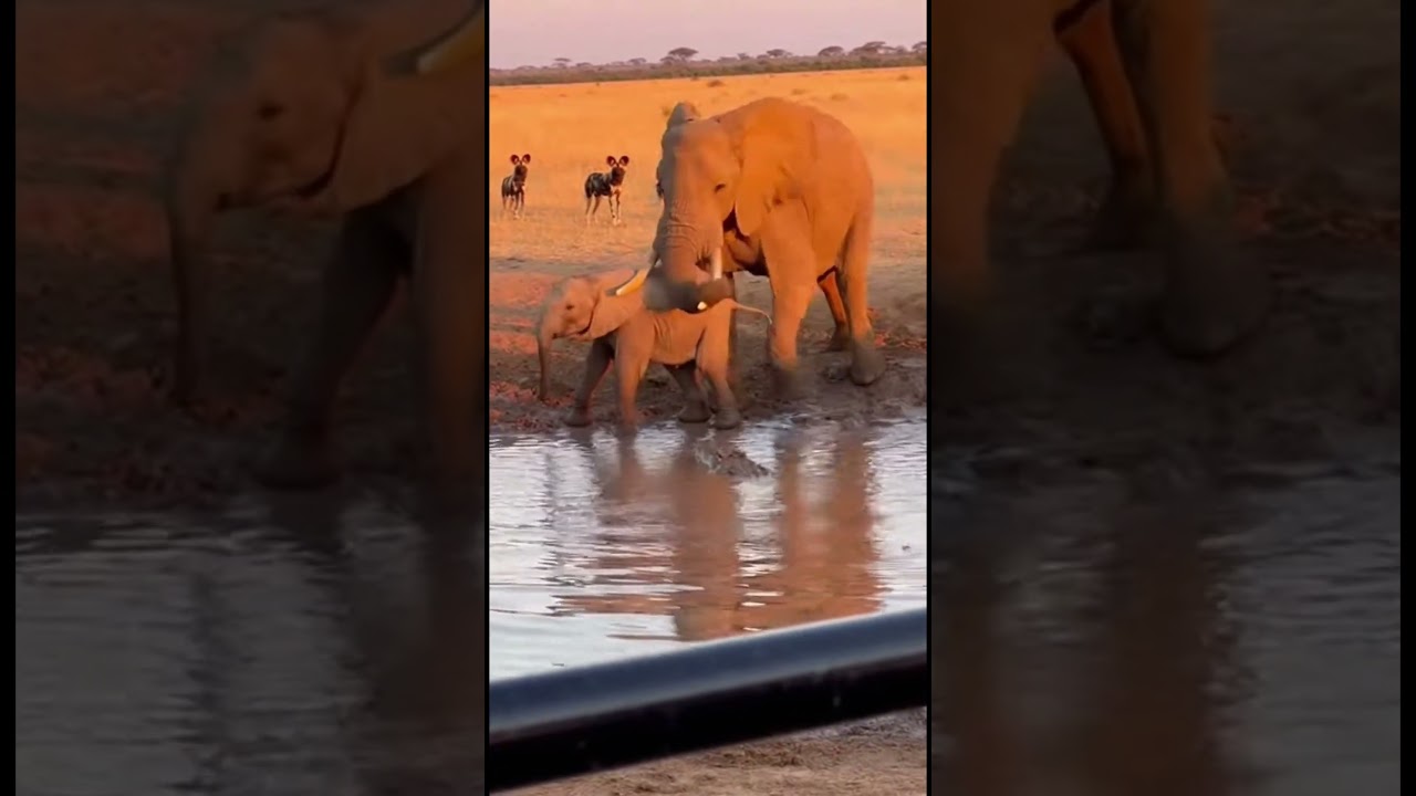 Elephant vs Crocodile – A Shocking Battle in the Wild