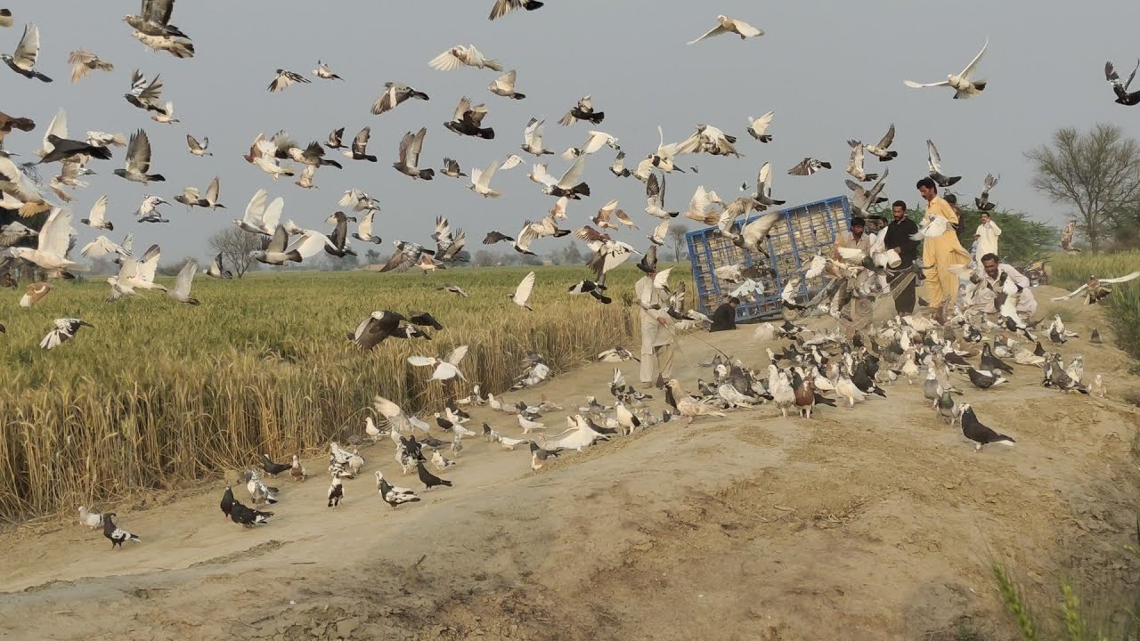 1200 Pigeons Tournament race Dera Ghazi Khan Pakistan high Flying Pigeons Tournament new video