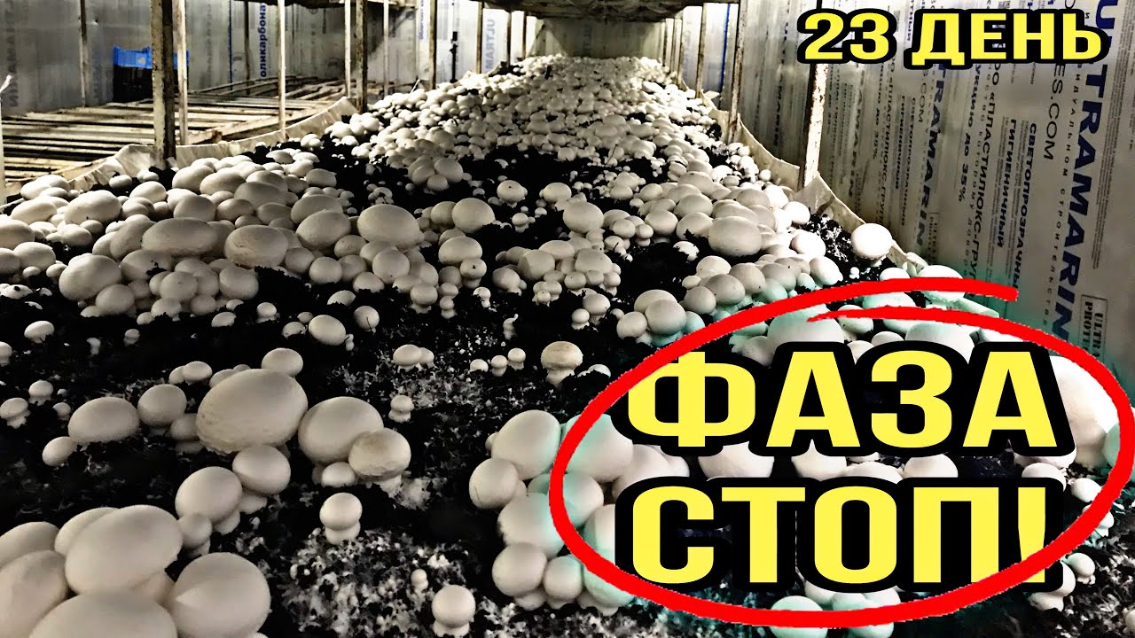 Впереди сбор урожая! 23 день в камере, скоро мы увидим шампиньоны!