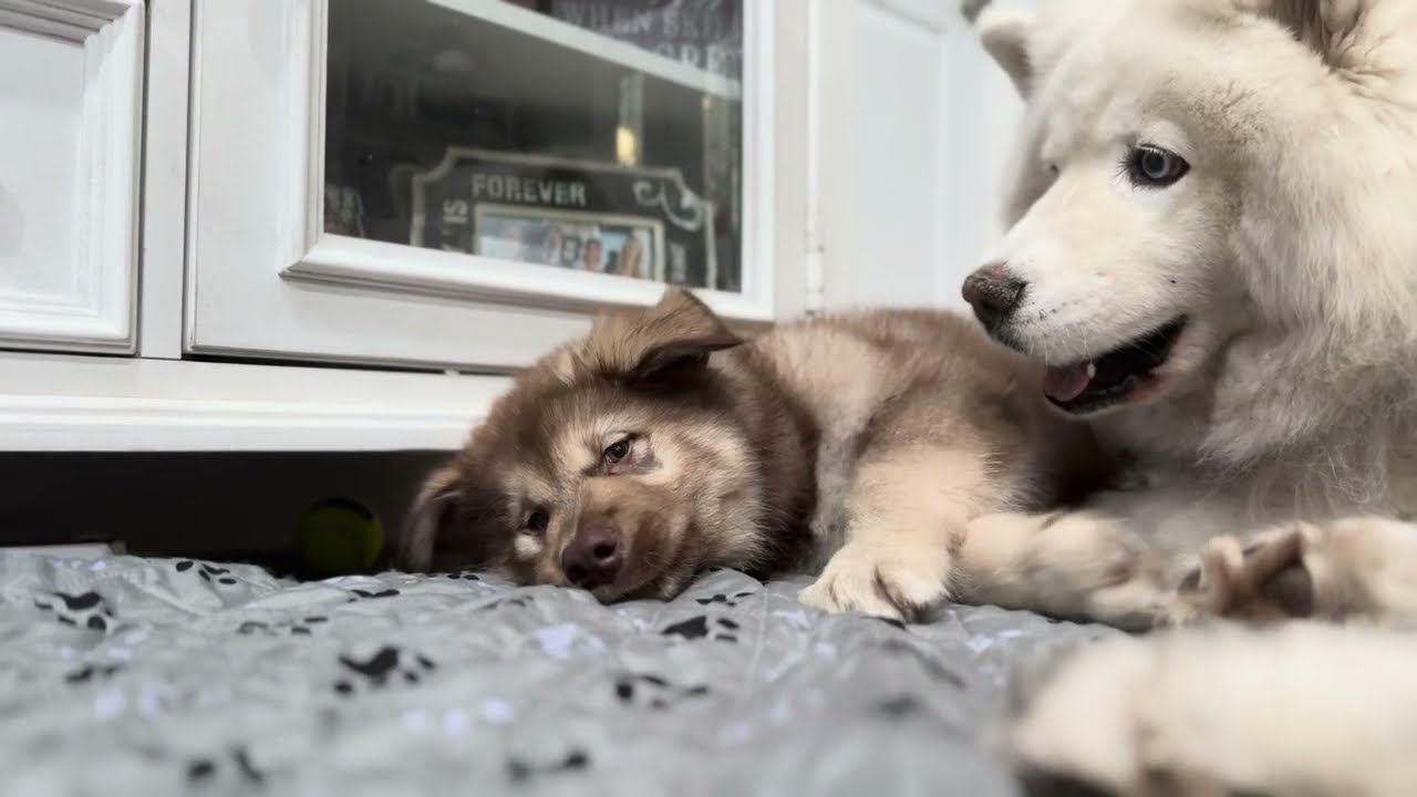 Zeus The Malamute Puppy Tries To Nurse From Monroe 
