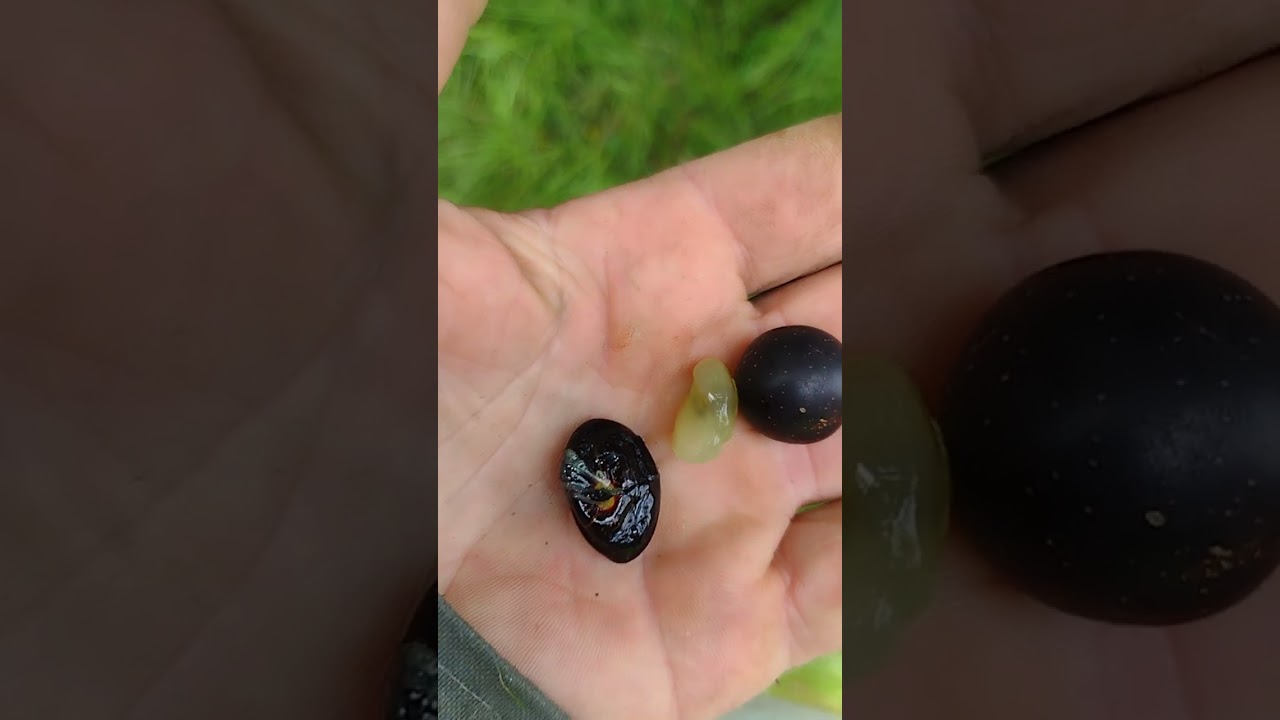 P2/6 Wild plum harvest at Escambia Lakes on 2024-08-03