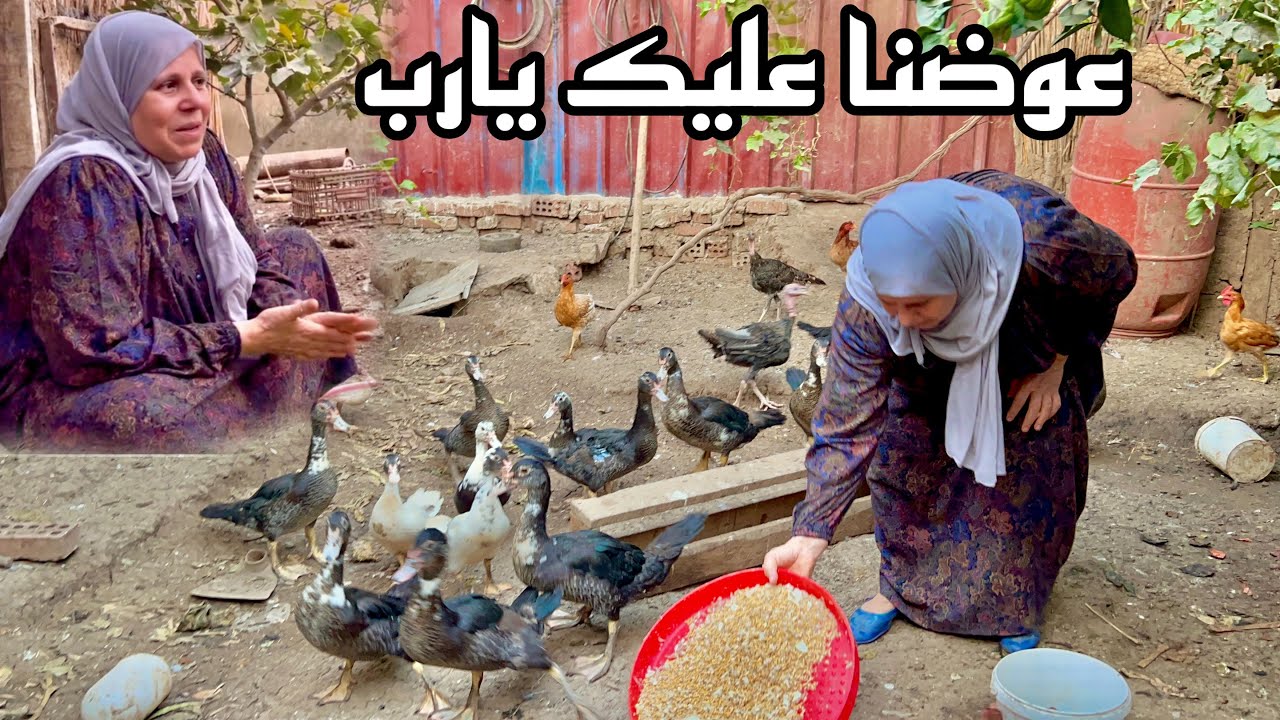 عملت كل حاجه علشان الحقهم بس إلا حصل لخبط الدنيا يالا إلا يجى فى الريش بقشيش )