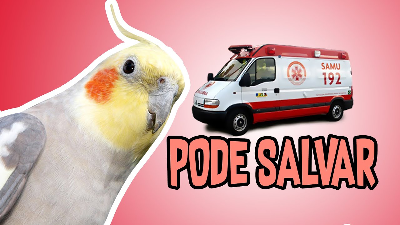 COMO SALVAR SUA CALOPSITA