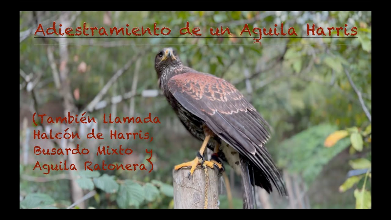 Adiestramiento de Aguila o Halcón de Harris (Aguila Ratonera - Busardo Mixto) - 4K