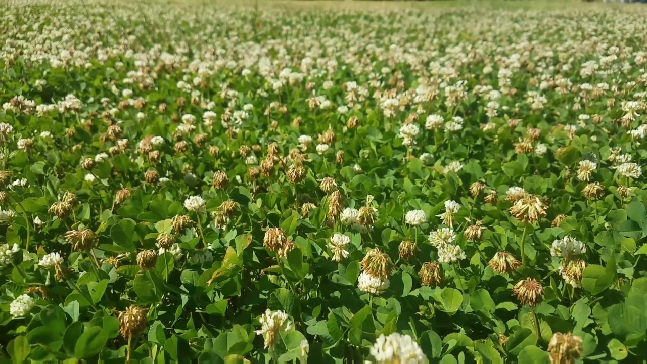 Dutch White Clover Lawns are the Bees Kneez