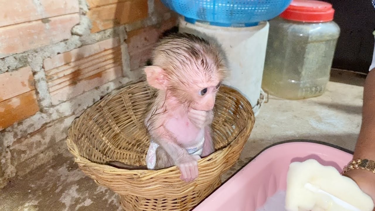 Hungrily Baby Dorn Sit Stare Mom Clean Bottle In Mornnig
