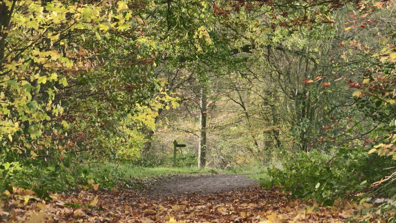 Hainault Forest Restoration Project - One year on