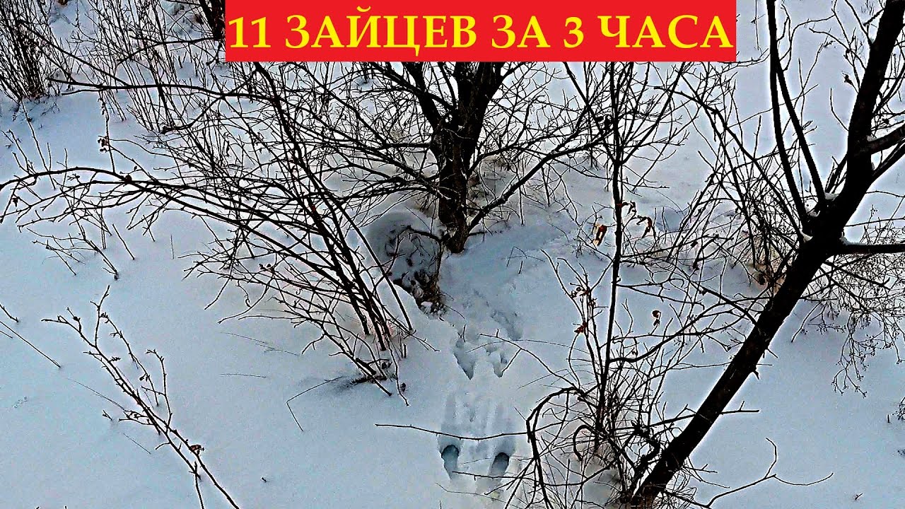 ТАКОГО НИКТО НЕ ПОКАЖЕТ!!! ЗАЙЦЫ ВЫБЕГАЮТ ПАРАМИ. ОХОТА НА ЗАЙЦА 2024-2025