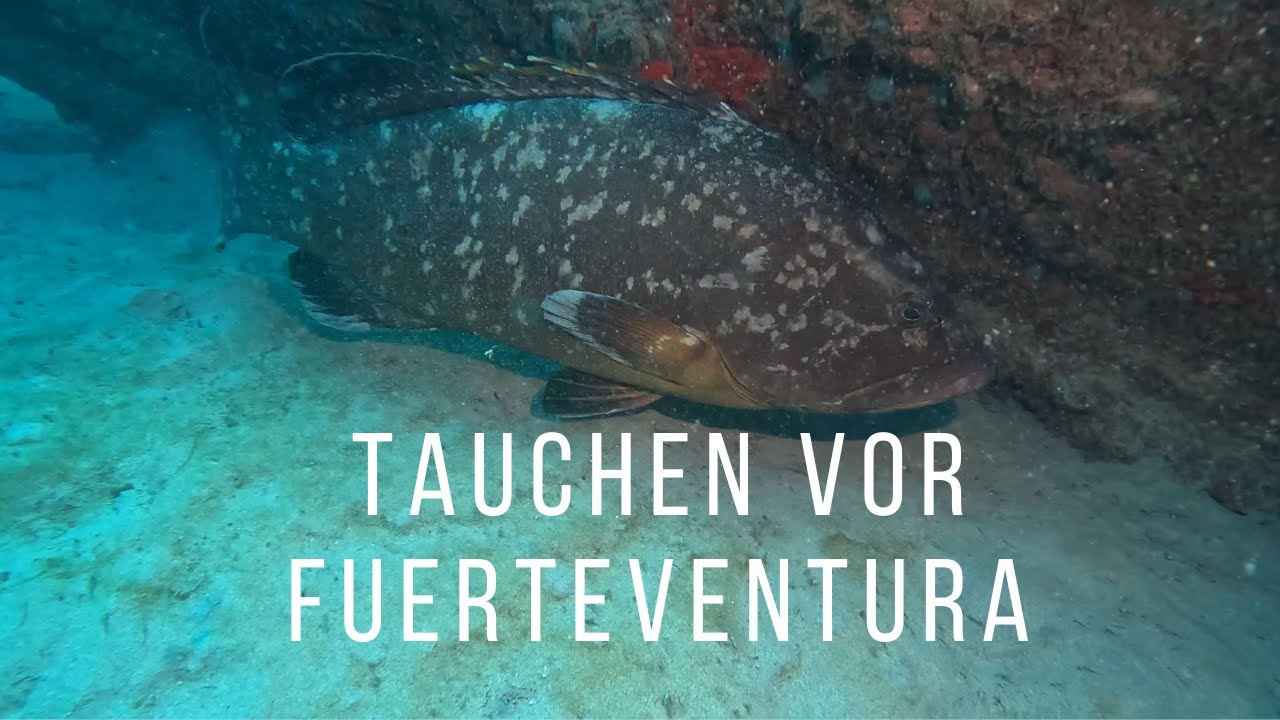 Tauchen vor Fuerteventura