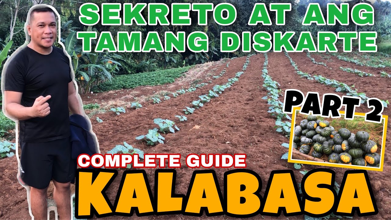 ANO ANG ABONO, DISTANSYA AT MGA BENEPISYO SA KALUSUGAN NG KALABASA?| UNANG HARVEST| JUREN COLMO