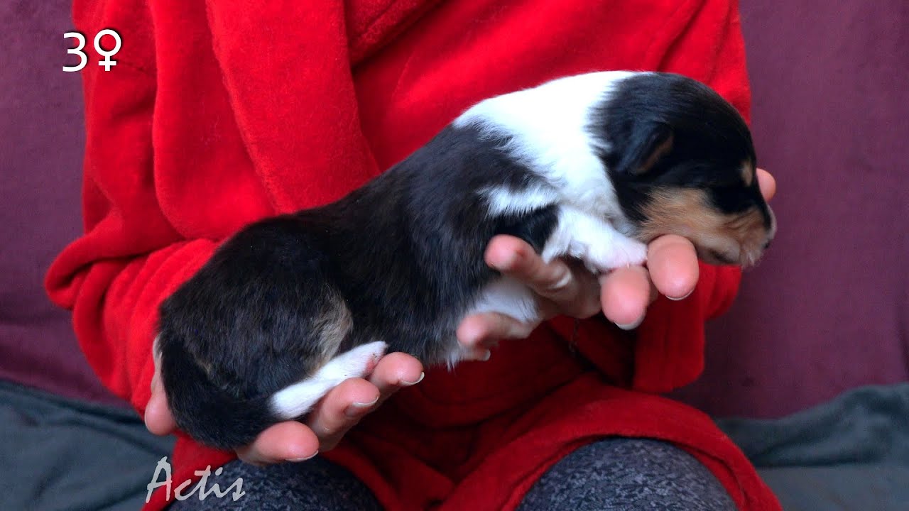 COLLIE rough puppu tricolour female 03 (Queenie + Blunio) Owczarek Szkocki szczeniak suczka tricolor