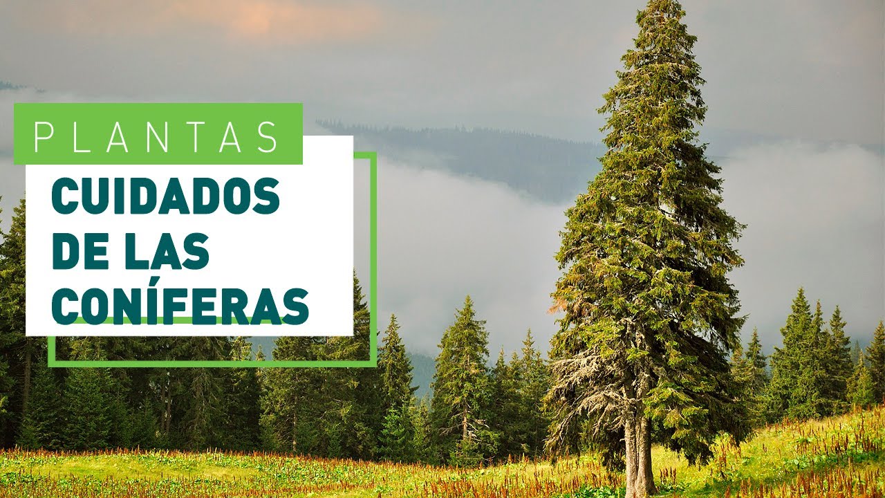 Con&iacute;feras de jard&iacute;n: tipos y cuidados | Verdecora