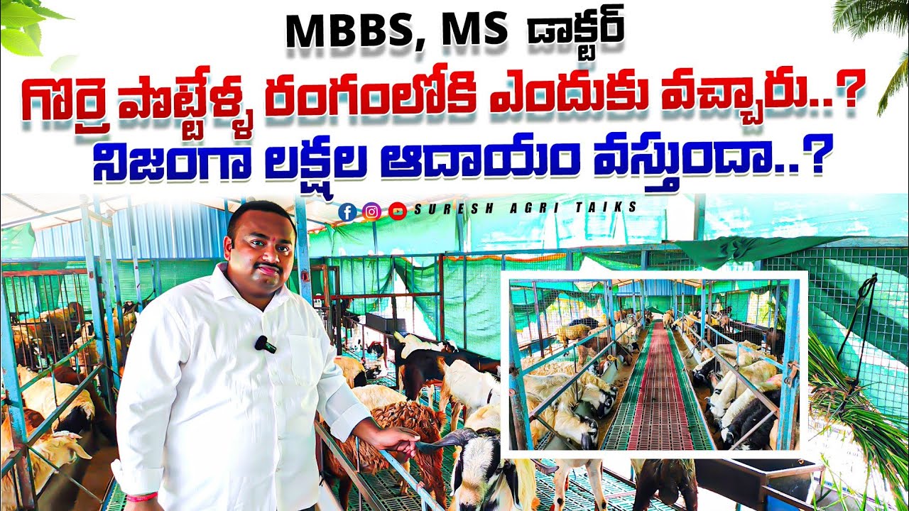 #farming గొర్రె పొట్టేళ్ళ పెంపకం లో.. నిజంగా లక్షల ఆదాయం ఉంటుందా? Elevated shed!sheep farming