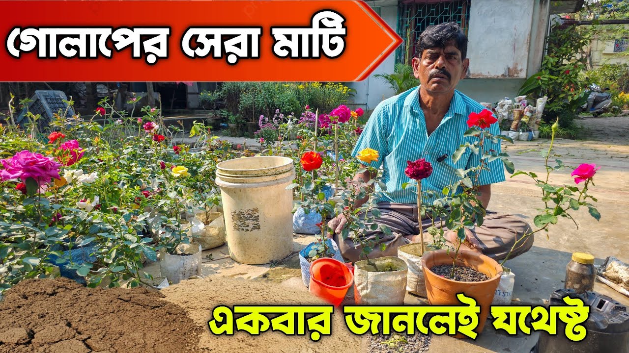 মিক্স মিডিয়ায় গোলাপ করুন
