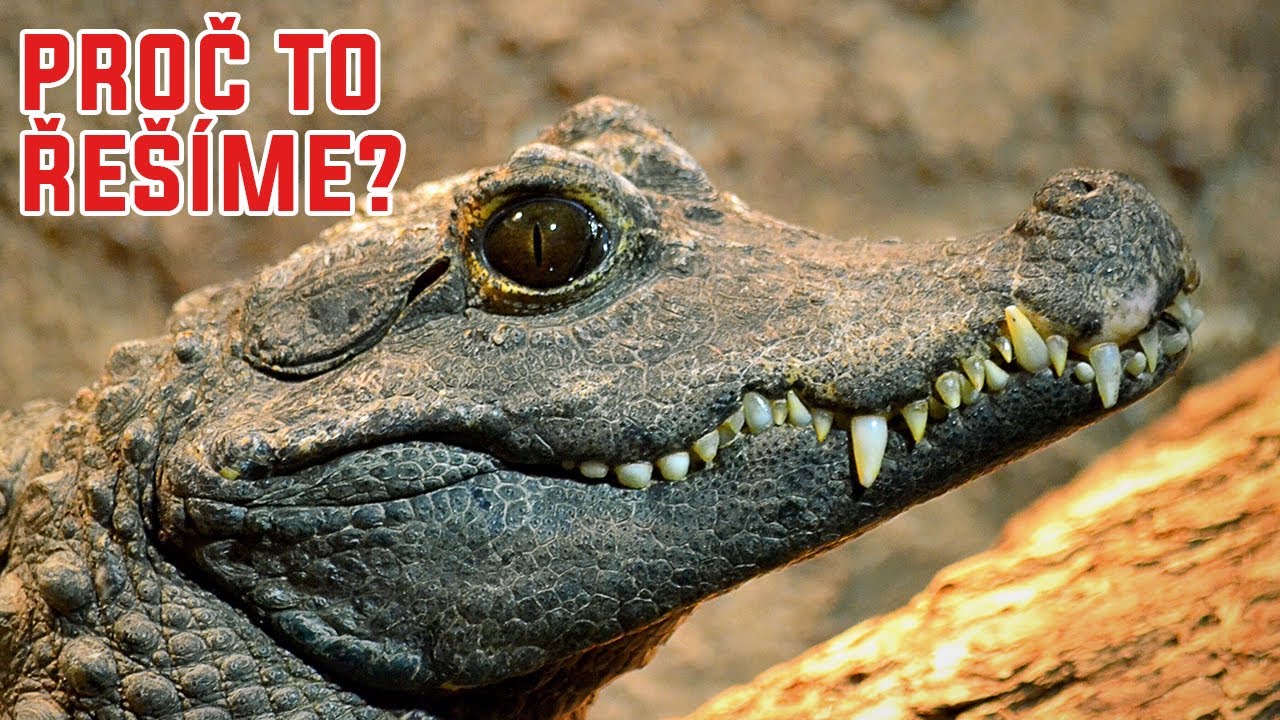 Proč se krokodýlům 