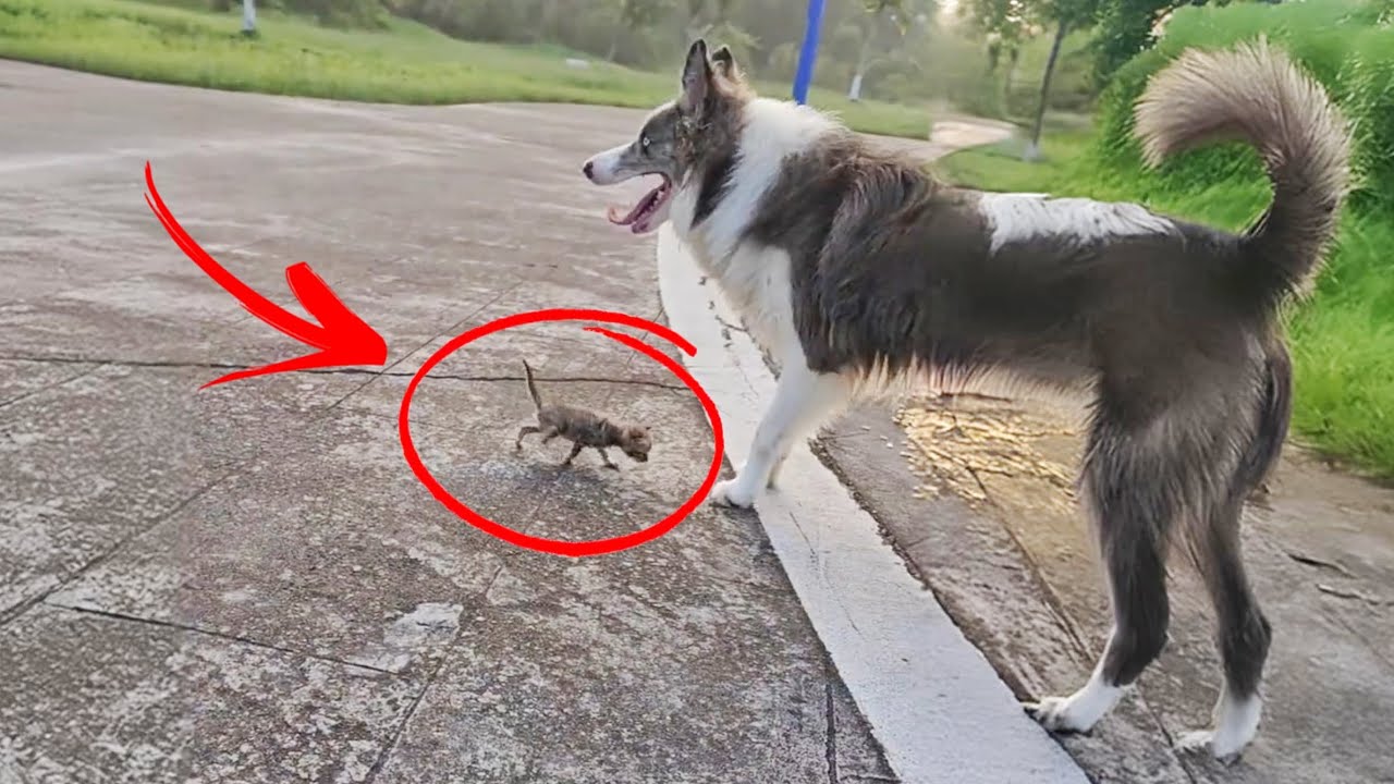 The kitten followed my dog, and they quickly became friends. The kitten was adopted by her.