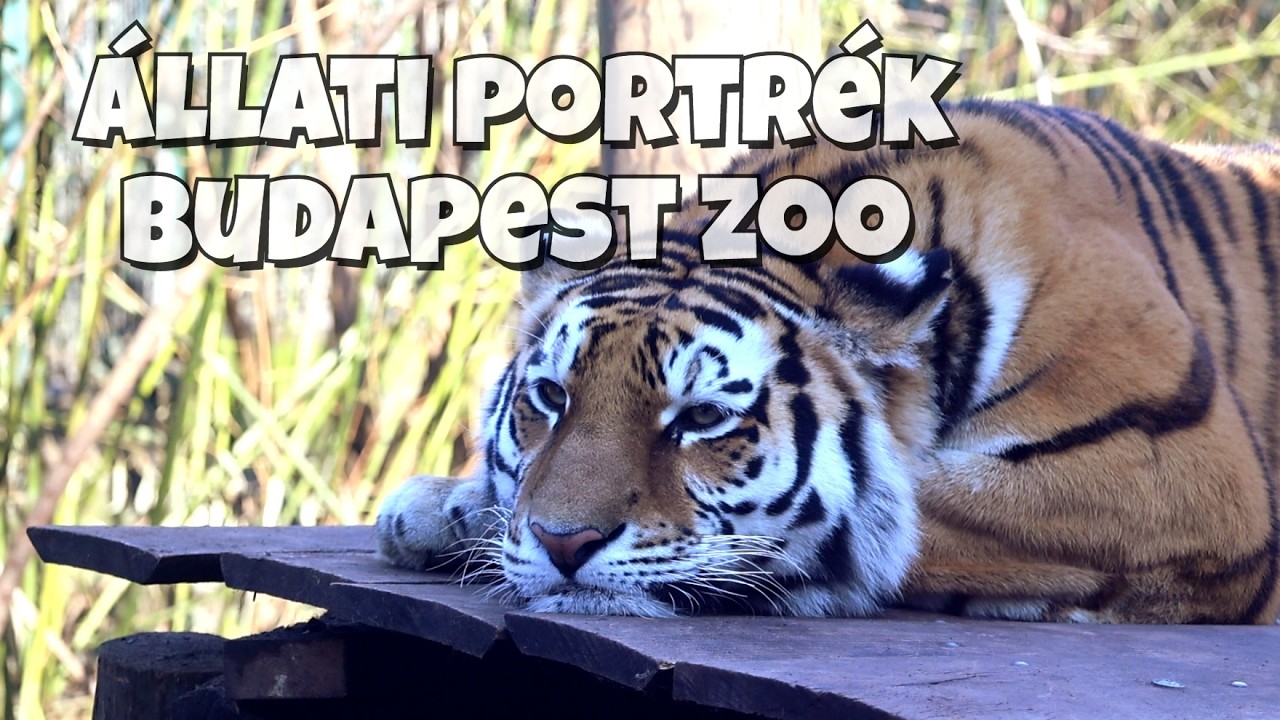 Budapest ZOO - Állati Portrék 2026 február