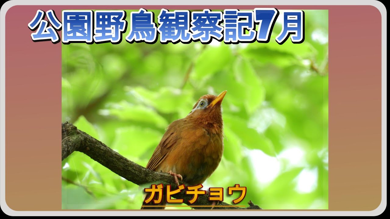 ガビチョウ7月【2025年7月公園野鳥観察記】