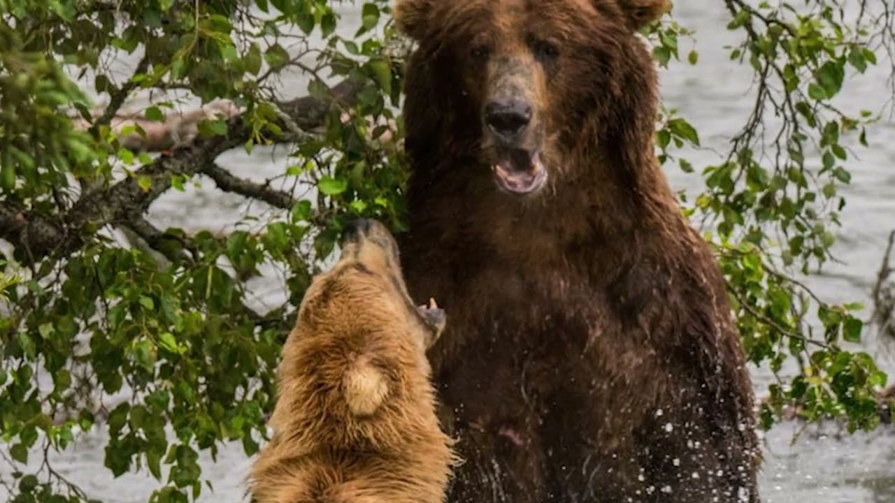 128 Грейзер — самая оборонительная мать | Памятные моменты в истории Bear Cam