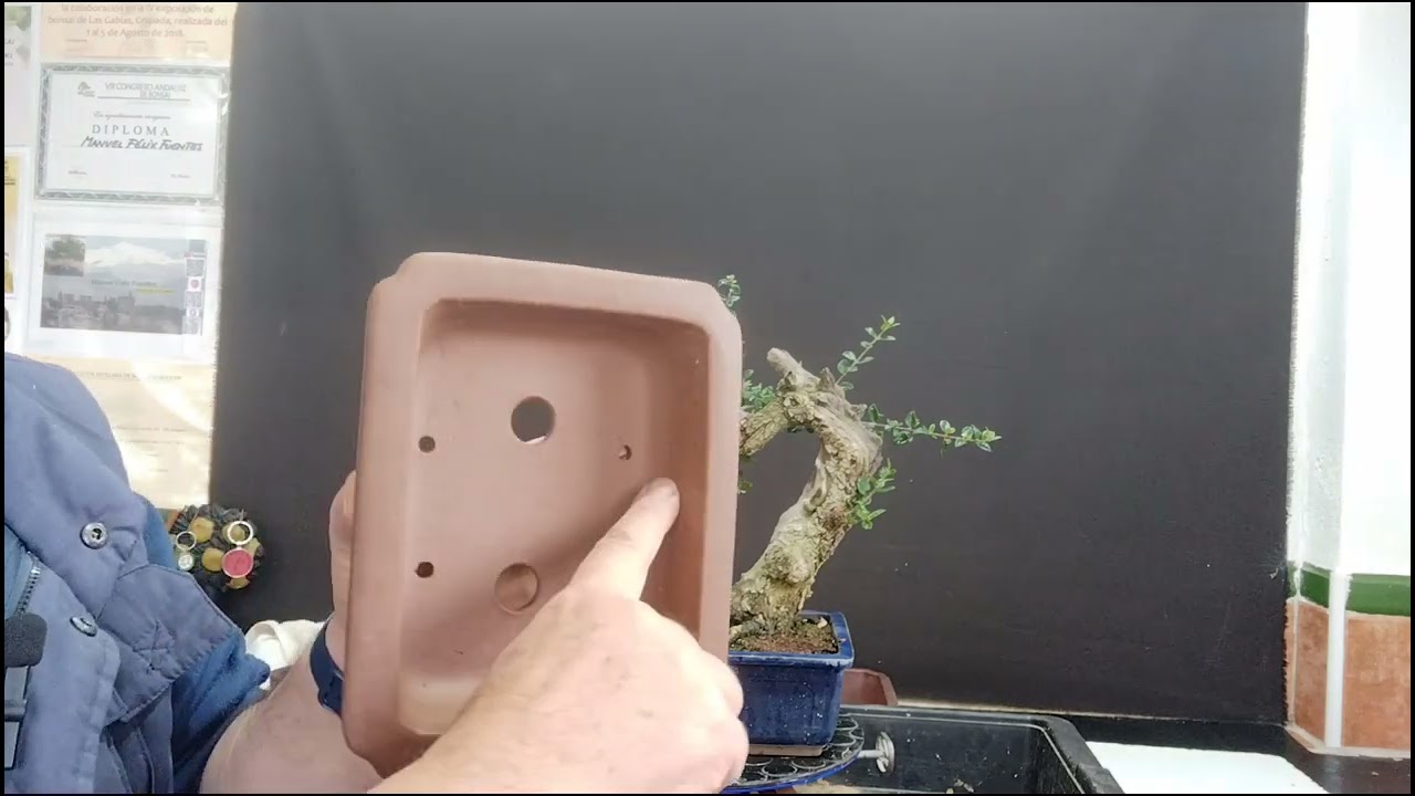 @el acebuche que empezó de cero #bonsaiaficionado ,únete al canal de bonsai Manolo felix