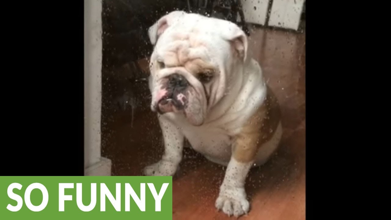 Rainy day makes Titon the Bulldog sad