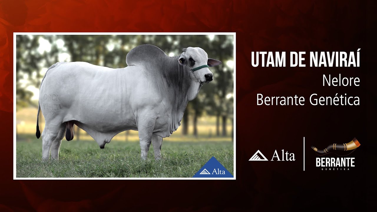 Utam de Naviraí - Nelore - Berrante Genética