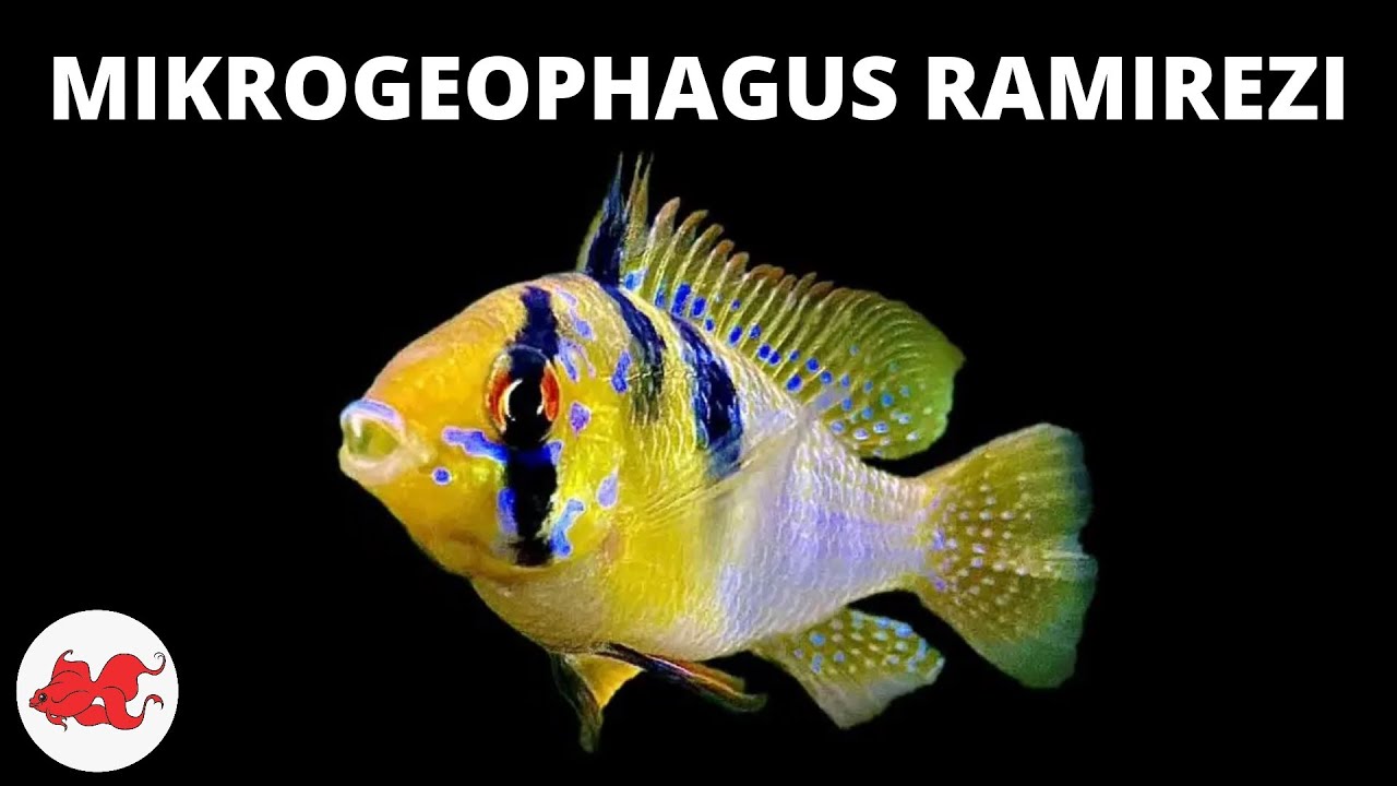 Ramirezi - Mikrogeophagus Ramirezi ✔