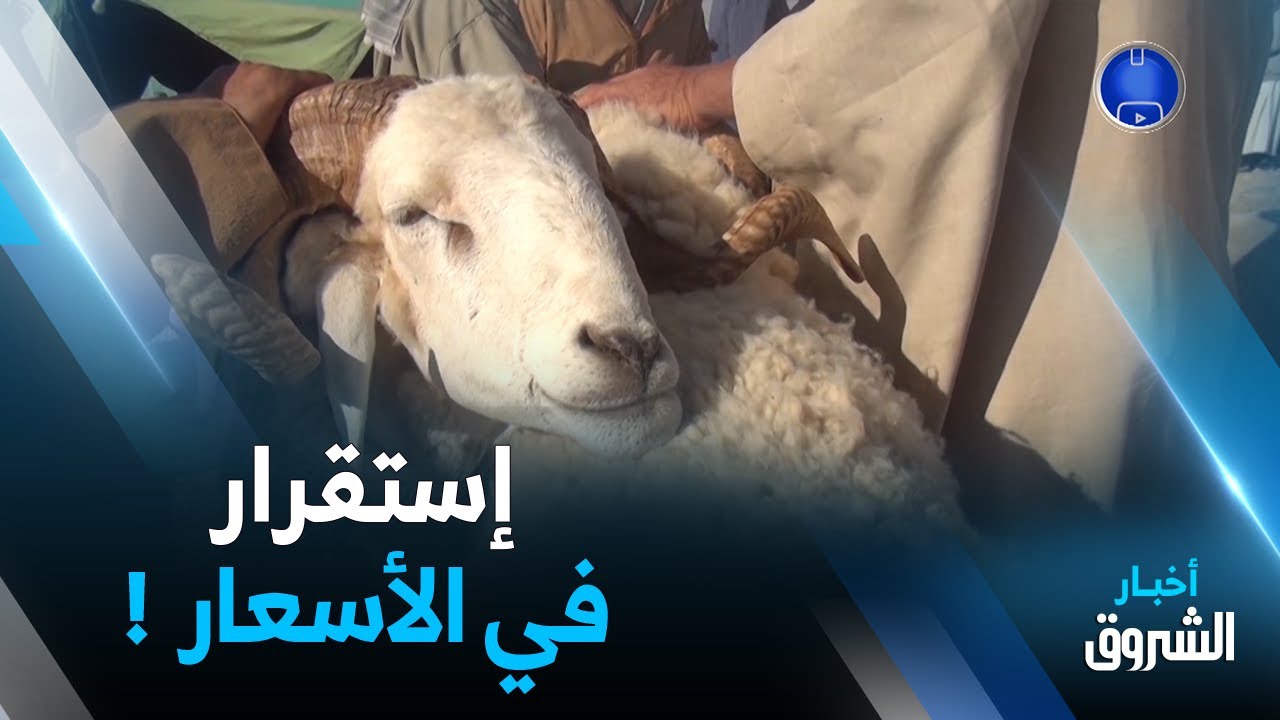 الجلفة.. إستقرار في أسعار المواشي وأضاحي العيد