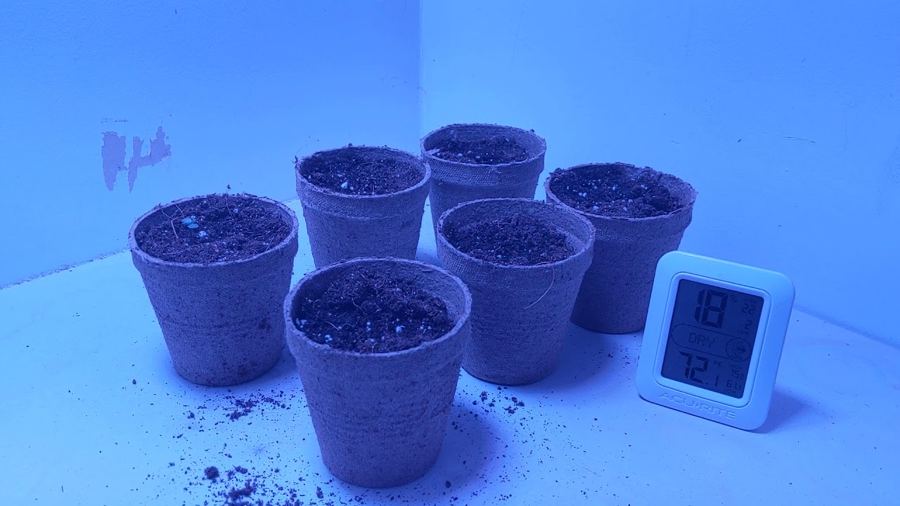 Novice Grower: Quick Daily Cannabis Vlog Ep. 1