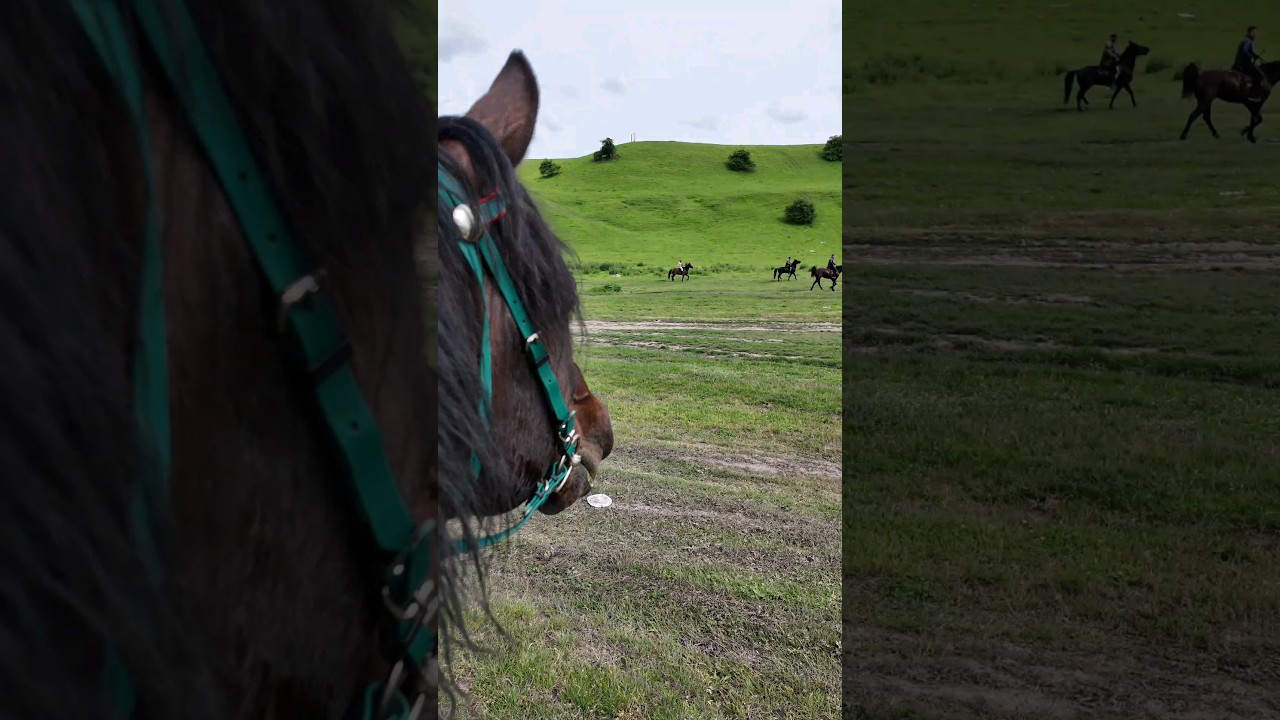 kabardian horse