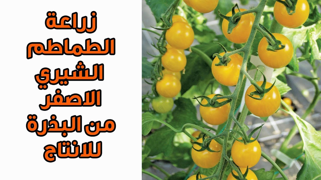 زراعة الطماطم الشيري الاصفر في البيت || من البذرة الي الانتاج